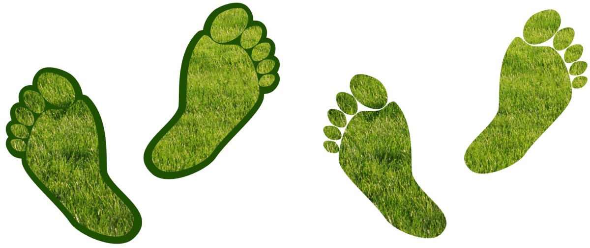Making Your Business Greener: Reducing Your Office’s Carbon Footprint
